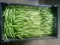 /album/productos/ejotes-jpg/