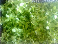 /album/productos/verdolaga-jpg/